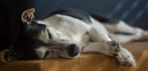 By the age of seven, dogs are considered seniors.