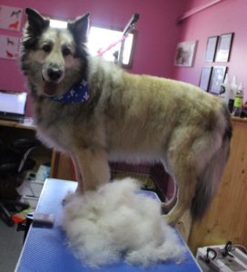 Groom Your K9 With EquiGroomer