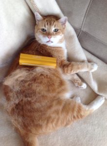 Grooming Your Pet Also Benefits Your Stress With Coronavirus!