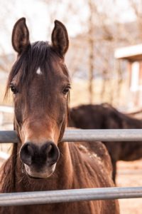 Equines need bi-annual wellness exams.