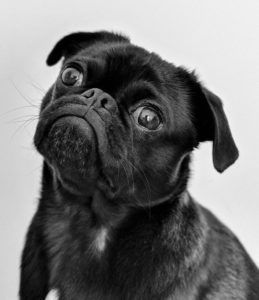 Always work with your vet for your pet's best well-being.