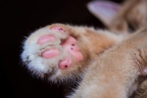 Use olive oil or petroleum jelly on kitty paws