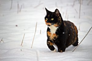 Cats are very susceptible to frostbite!