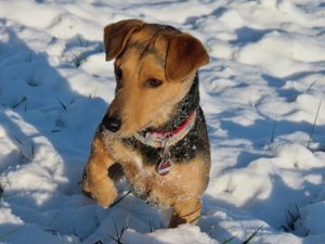 Dog Paws Are Sensitive to Snow