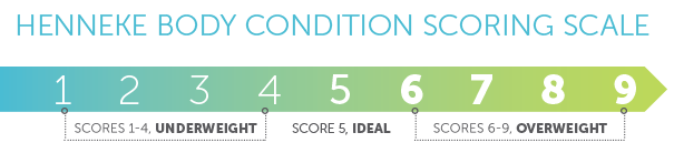 Use the Henneke Body Condition Scoring for your Horse
