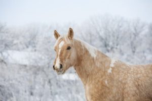 Horses need more water during winter