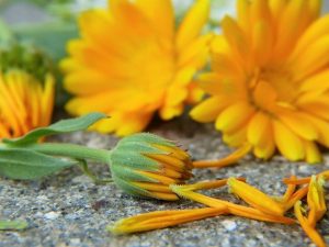 Calendula Soothes Horse's Dry Winter Skin
