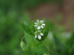 Chickweed Heals Equine Dry Winter Skin