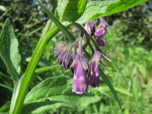 Comfrey Root Heals Dry Skin