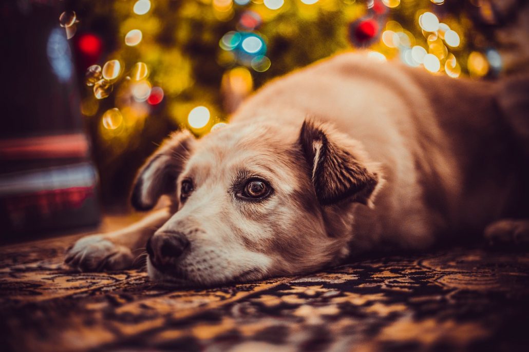 Dogs are For Life, Not Just Holidays