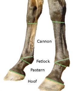 Test Herbal Products First on the Back of the Horse's Pastern