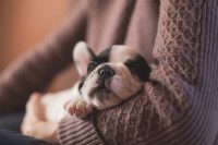 New Pets Need a Calm Home