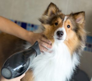 Winter Dog Grooming Requires a Fully Dry Dog Coat