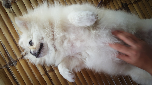 Dog Massage Helps Winter Dry Skin