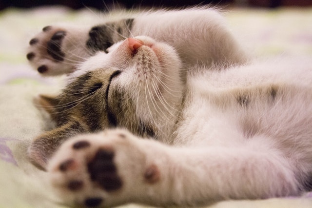 Regularly groom and massage your feline