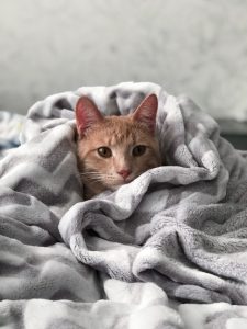 Good Nutrition and Hydration Help Cat's Dry Skin