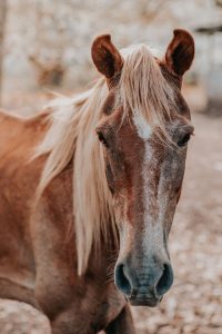 Senior Horses May Shed Later