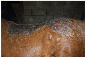 Equine Spring Challenge: Rain Rot