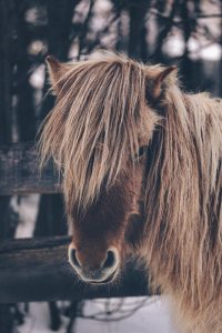 Spring Shedding Means a Lot of Horse Hair