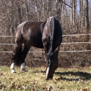 Our Animals Live with Mindfulness Naturally