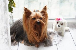 Consistent Grooming is Essential During Coronavirus for You and Your Pets