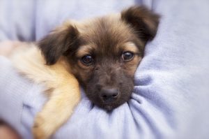 Our Pets Teach Us Mindfulness and Empathy