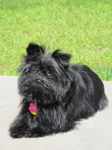 The Affenpinscher requires hand-stripping their coat The Affenpinscher requires hand-stripping their coat