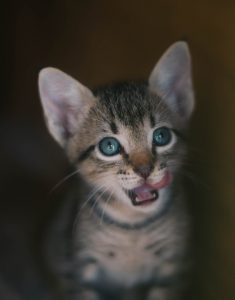 Your Cat will Purr for Homemade Treats!
