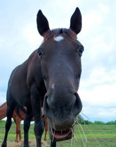Horses Love Homemade Treats!