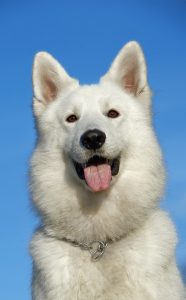 Carding your dog deals with their undercoat