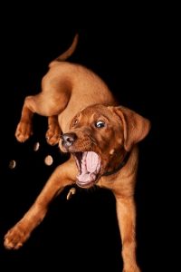 DIY Treats for Your Dog