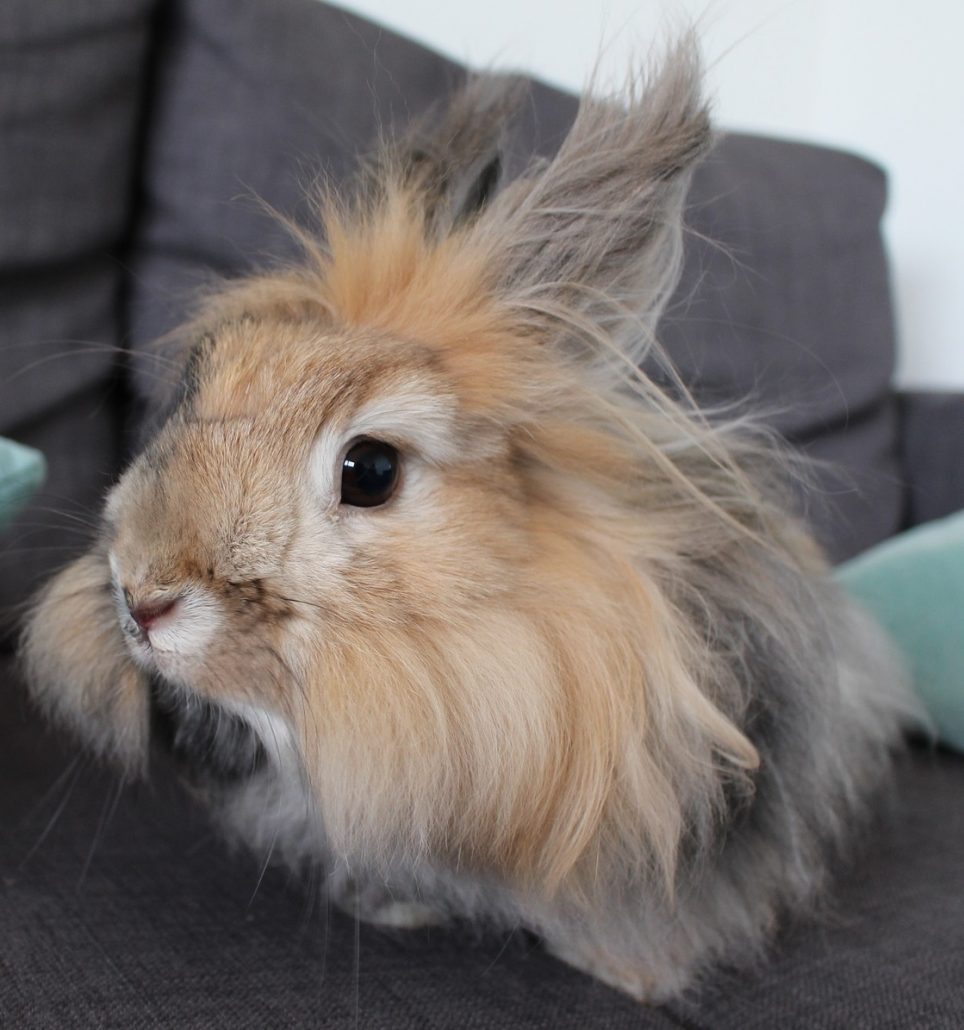 Little Angora Rabbit