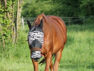 Horse wearing a face mask in the pasture