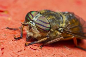 Female Horse Flies Bite Horses, Livestock, Dogs and Even Humans! Horse Fly with green eyes on an orange background