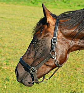 A biting horse fly can be life-threatening to horses Horse's head covered with flies in the pasture