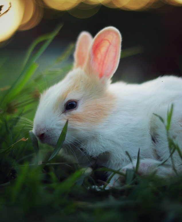 White Bunny Eating Grass