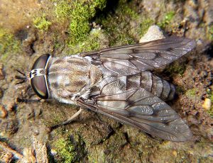 Biting Summer Flies include Horse Flies! Horsefly Sitting on Moss