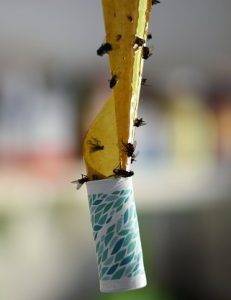 Get Rid of Biting Summer Flies with sticky fly paper