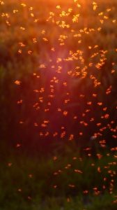 Group of Flying Biting Summer Midge Flies