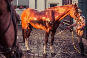 Horse Being Hosed Down with Water