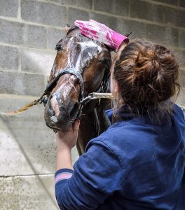 Woman Washing Horse's Head