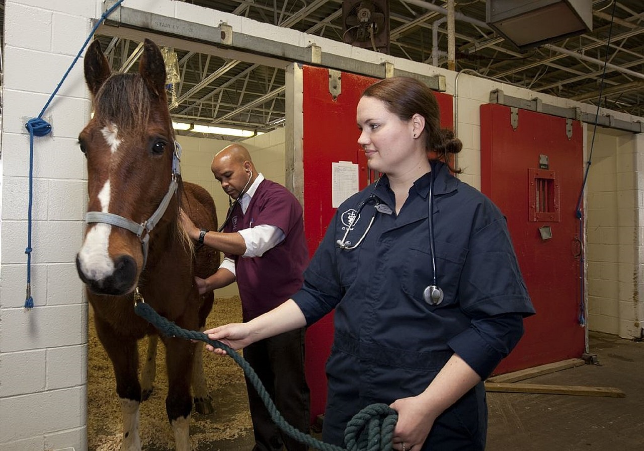 Your vet can tell you if your pet's temperature is normal Your vet can tell you if your pet's temperature is normal