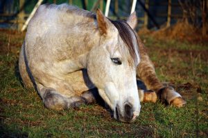 Horse Laying Down in a Pasture