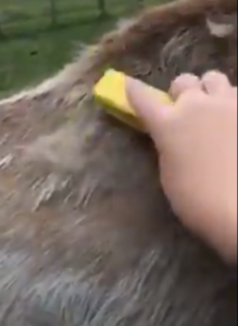 Woman Brushing Out Horse's Winter Coat