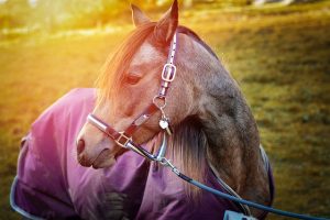 Horse Outside Wearing a Blanket
