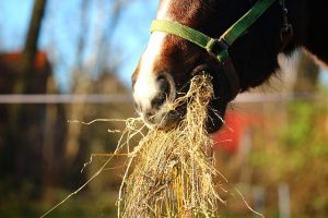 Horse Eating a Mouthful of Hay
