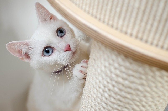 Adopting a Cat means lots of scratching