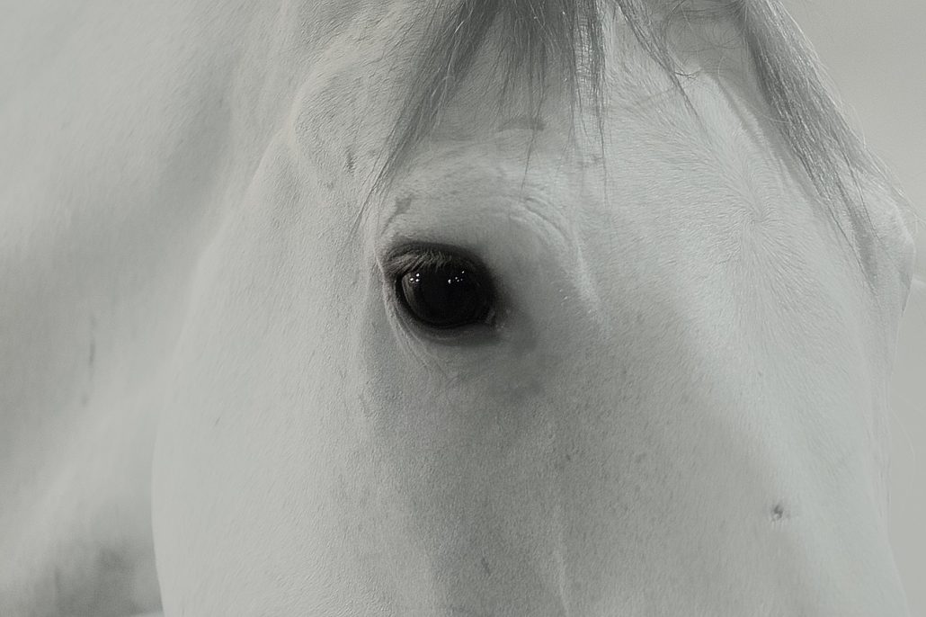 The white horse coat color is the rarest color.