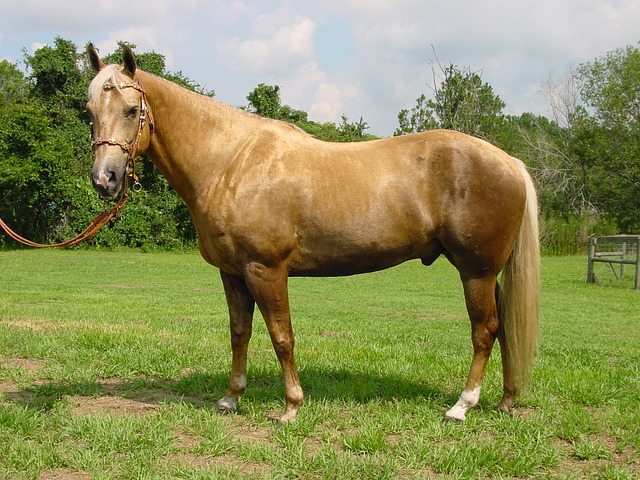Palomino is a unique cream-color on horses