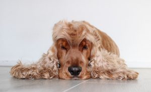 Groomed Cocker Spaniel Laying on Floor